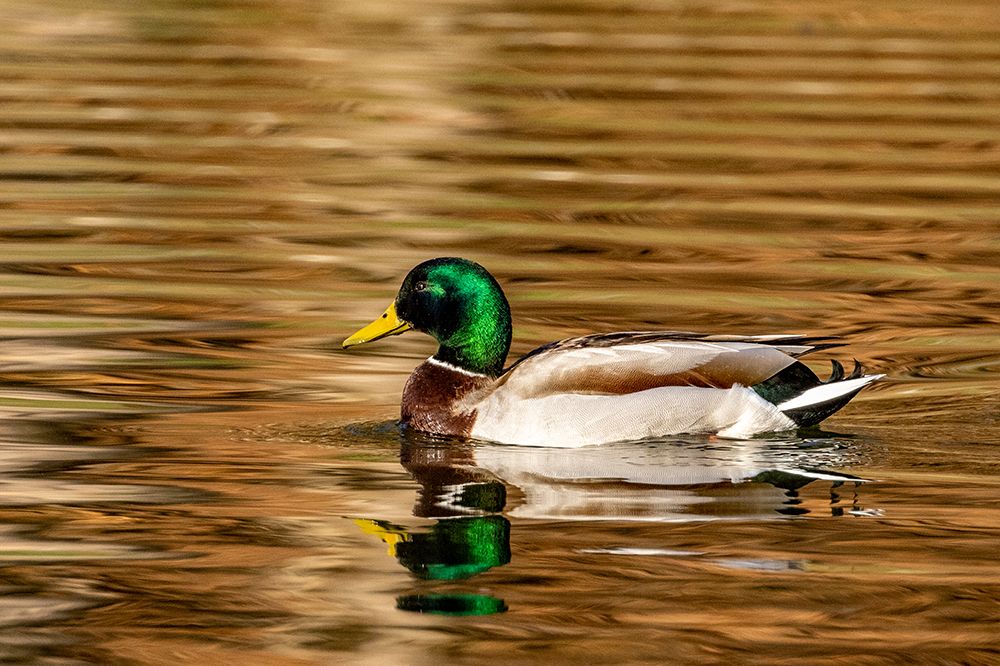Mallard ducks at Woodland Park in Kalispell-Montana-USA